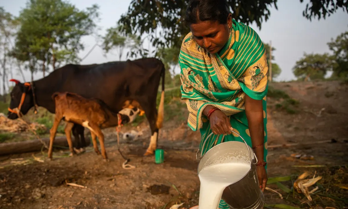 दुभत्या जनावरांना समतोल आहाराची गरज.